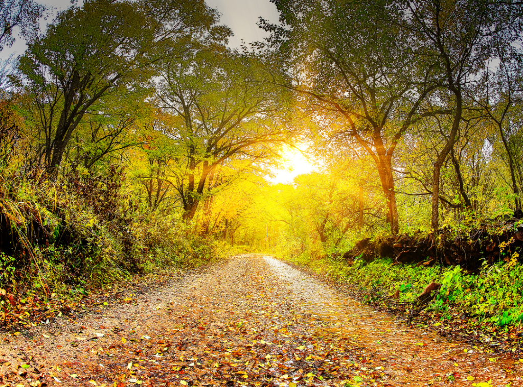 Image shows a forest path with sun glowing through the trees