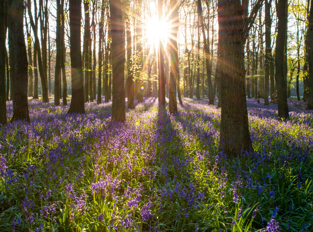 Blue bells in the forest at sunrise